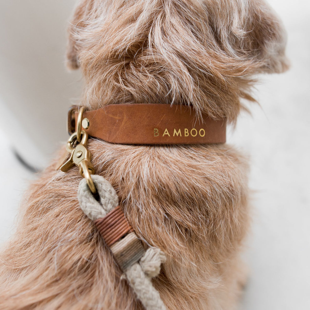 hundefutter platinum test Hundefutter Platinum Puppy Chicken kaufen hoher Fleischanteil Test gut –  fress-express.de main image 0