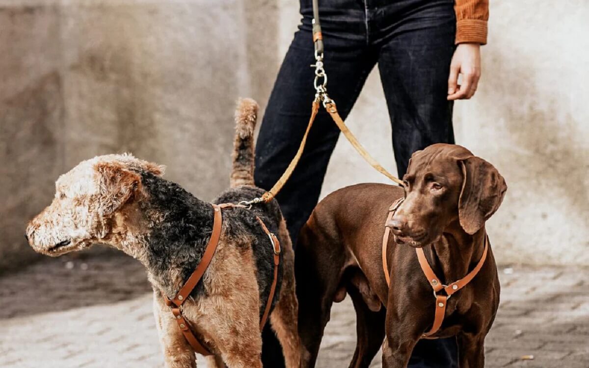 Mit zwei oder mehreren Hunden Gassi gehen: Tipps & Gadget ohne Verheddern!