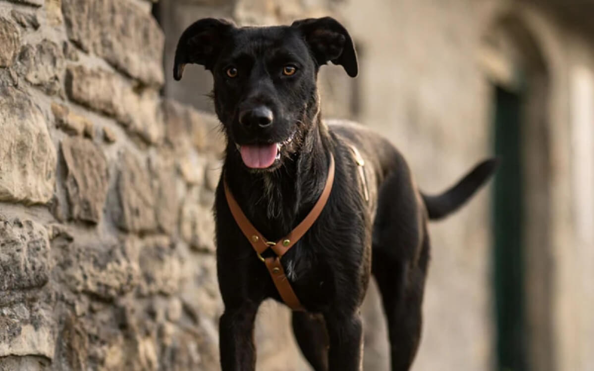 Maßgefertigtes Hundegeschirr aus Biothane