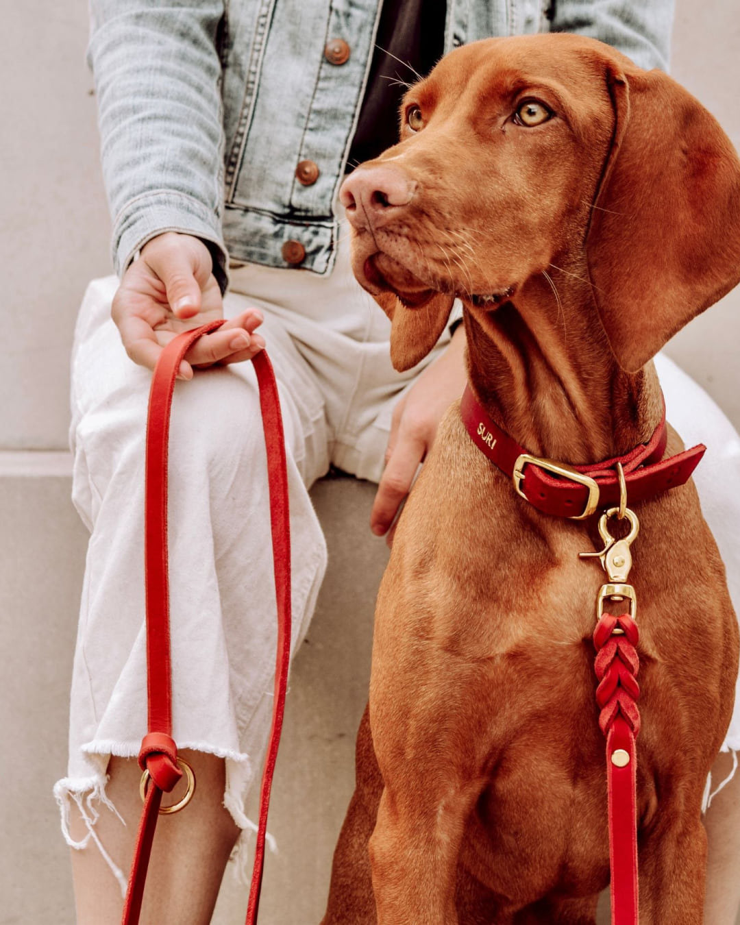 Vizsla mit der Hundeleine Bjarki in Chili