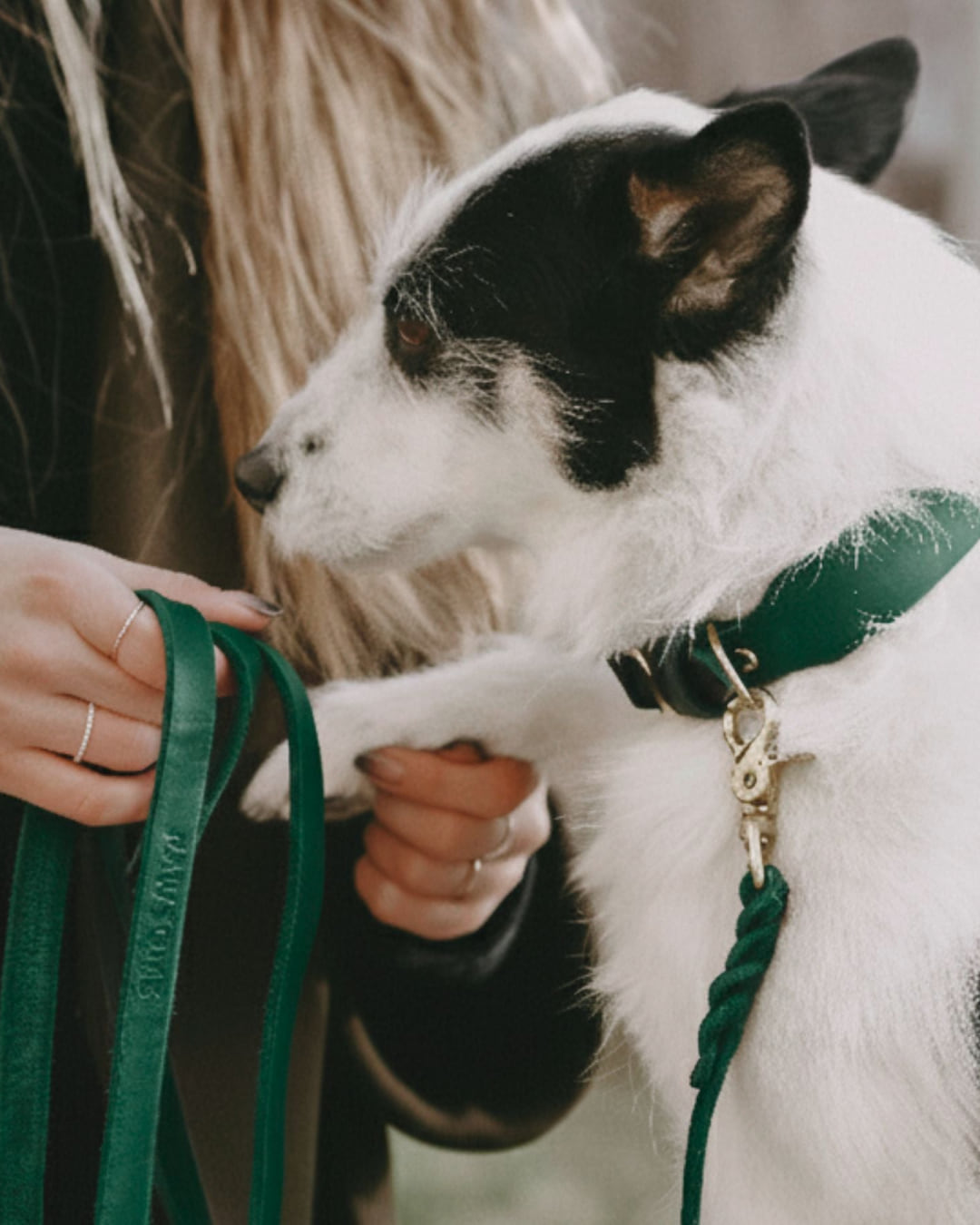Hund mit der Hundeleine Bjarki in Petrol