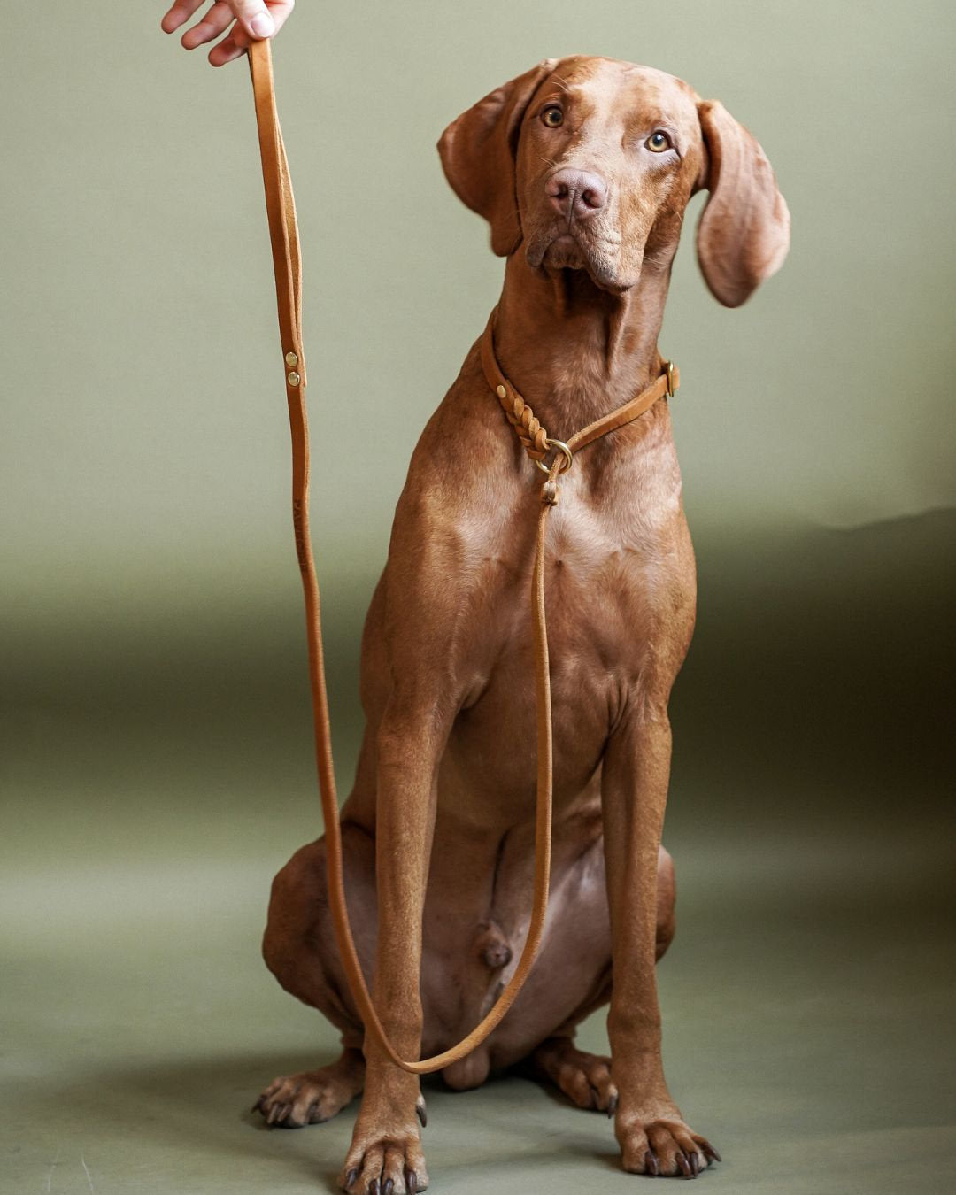 Vizsla mit der Retrieverleine Bayo aus Fettleder