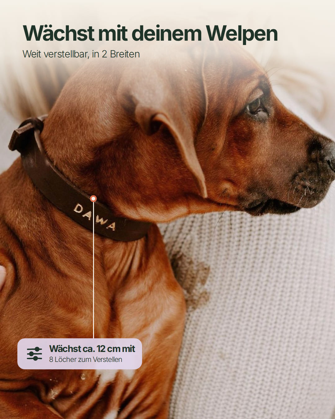 Puppy Special: Set | Puppy collar &amp; rope leash including 25% voucher