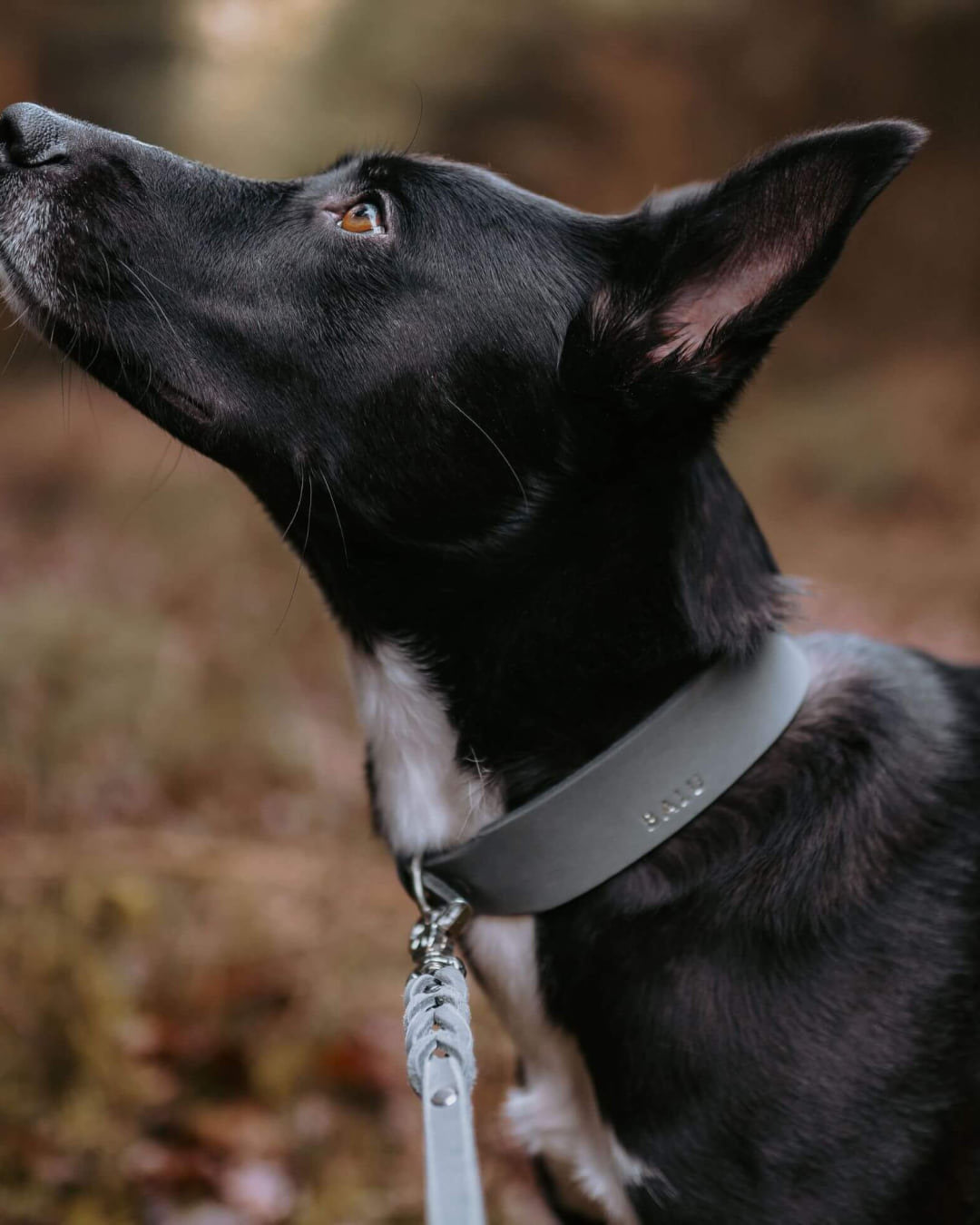Hund im Herbst mit der Hundeleine Bjarki in Steingrau