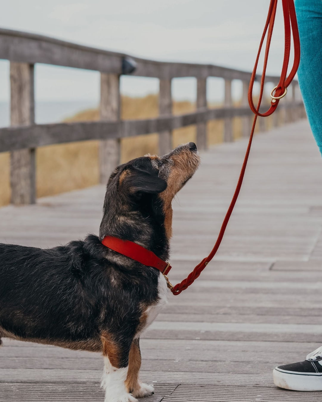 Hund am Steg mit der Hundeleine Bjarki in Chili