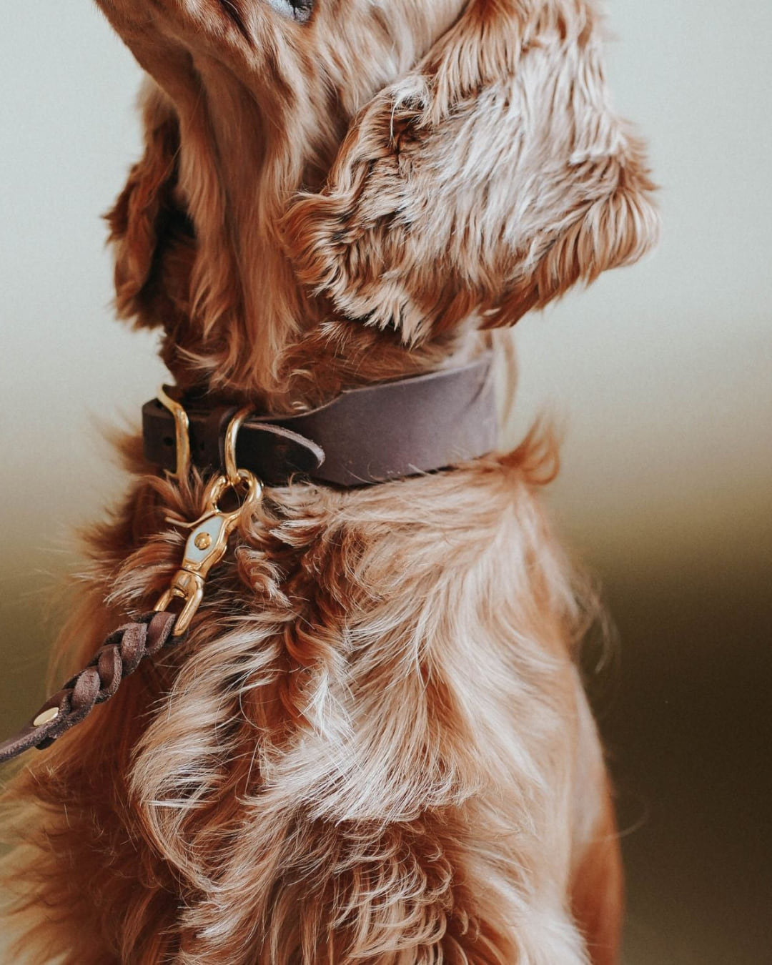 Spaniel mit der Hundeleine Bjarki in Kastanie