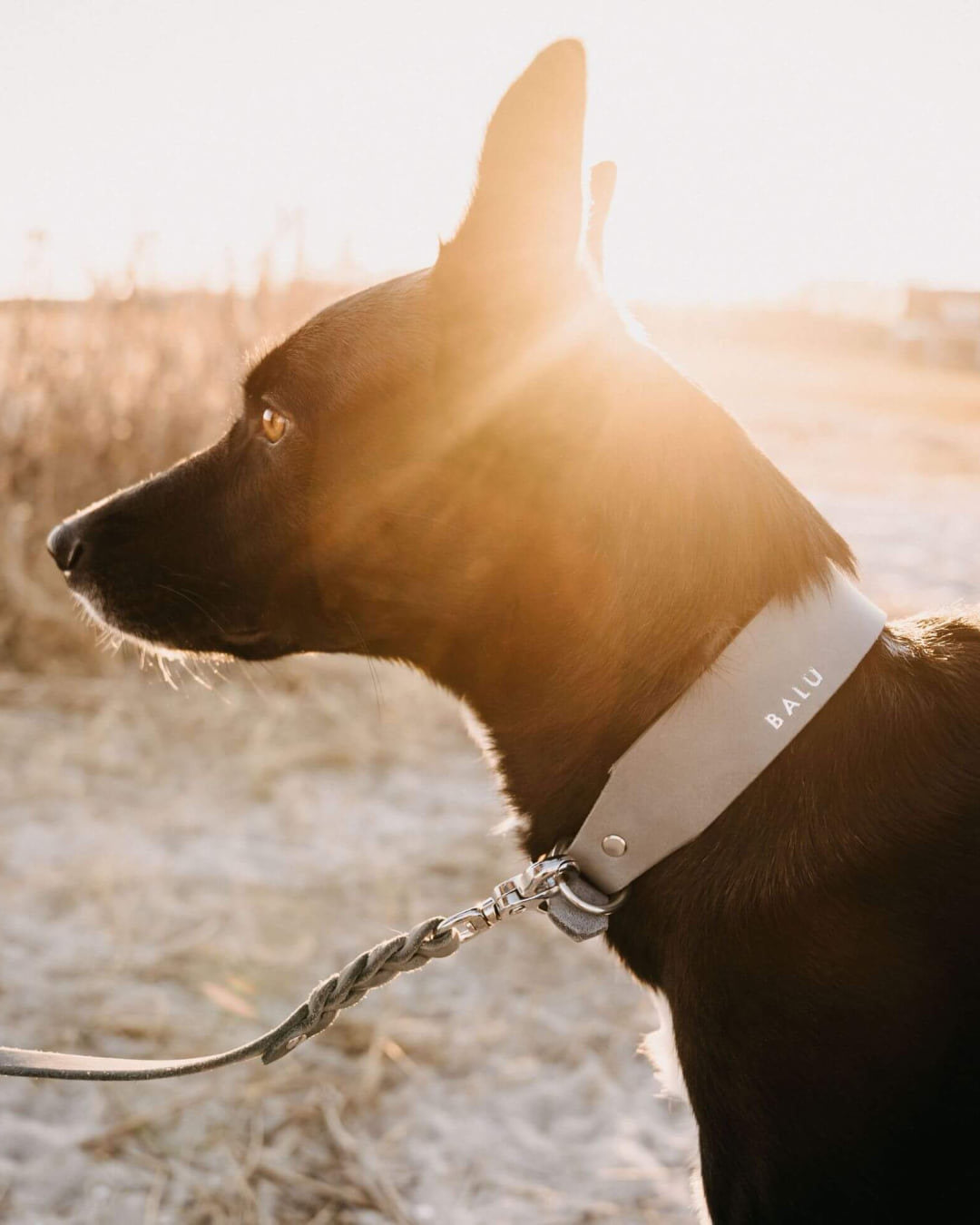 Hund im Abendlicht mit der Hundeleine Bjarki in Steingrau