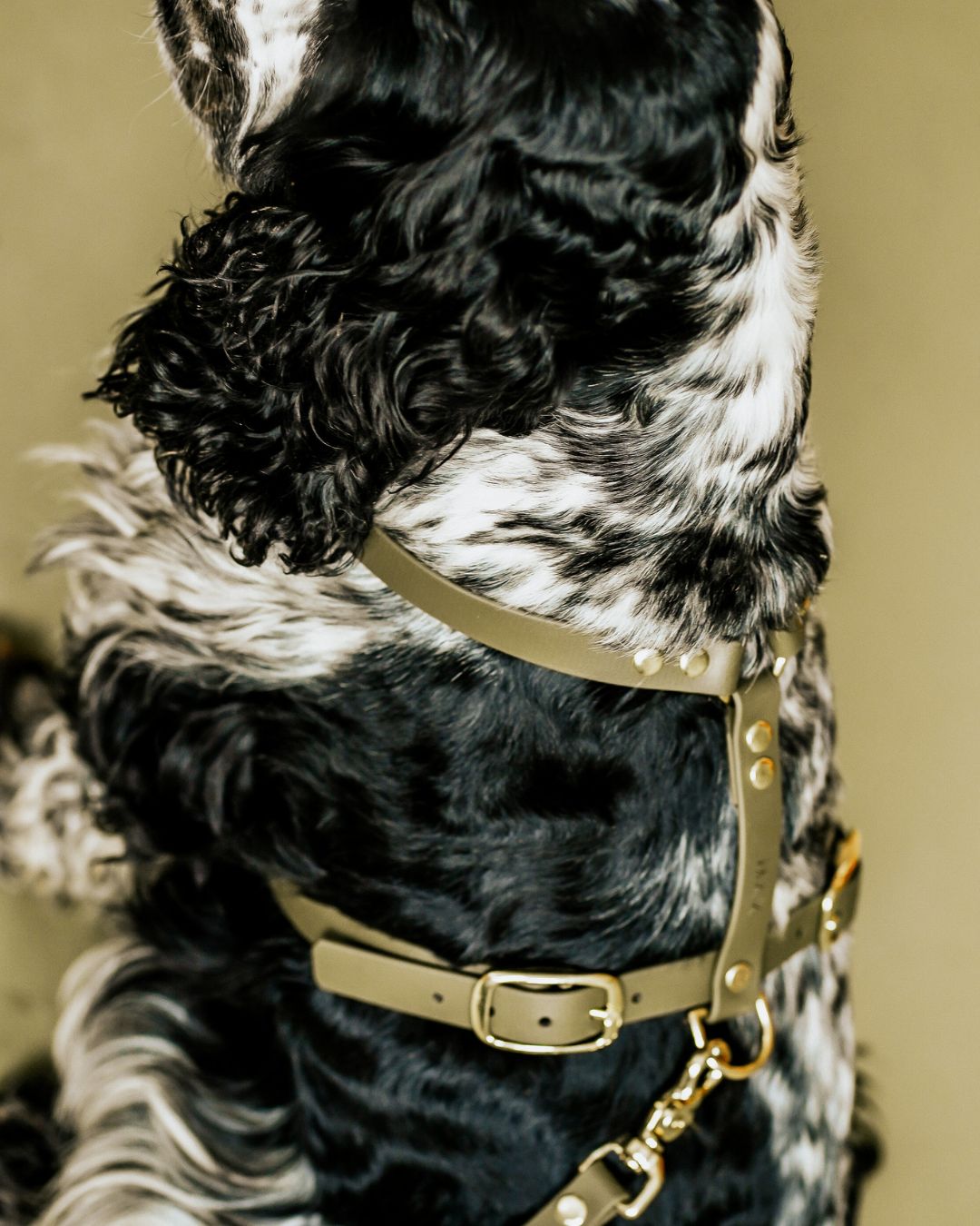 Dog harness made of Biothane 'Mika' | Khaki