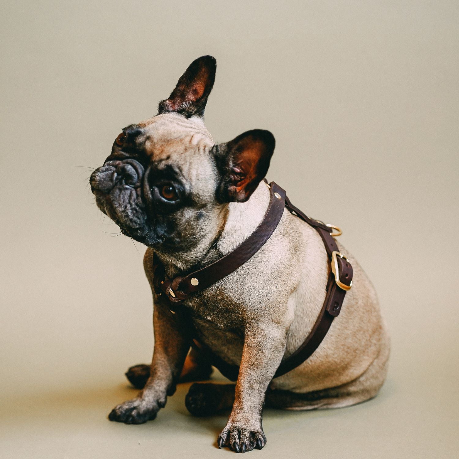 Dog harness 'Bjarki' in chestnut