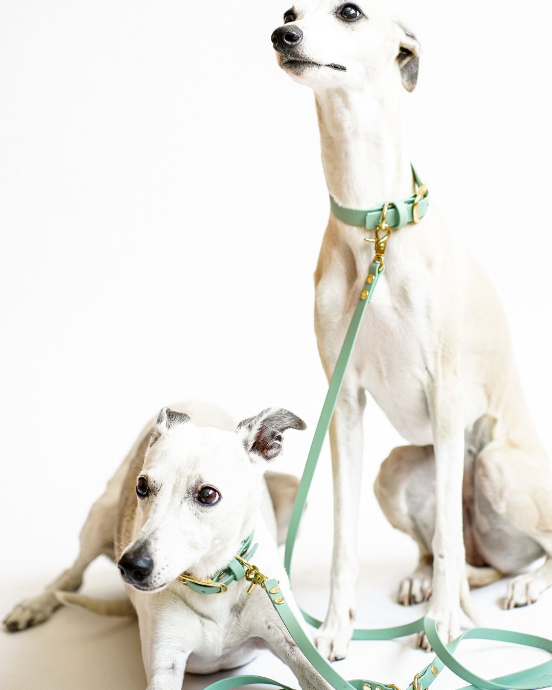 Dog leash made from Biothane® 'Sage' 