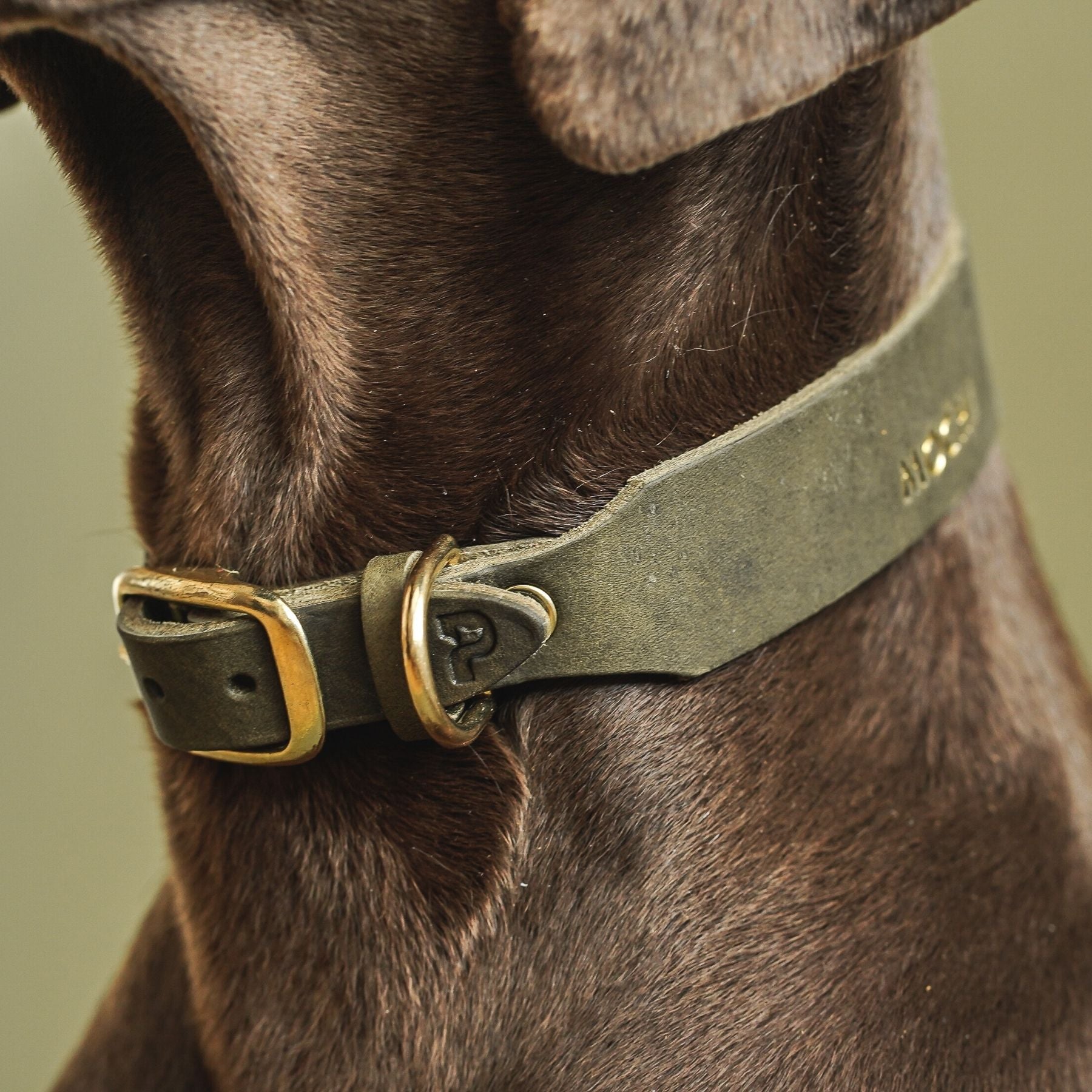 Personalizable collar with name | olive