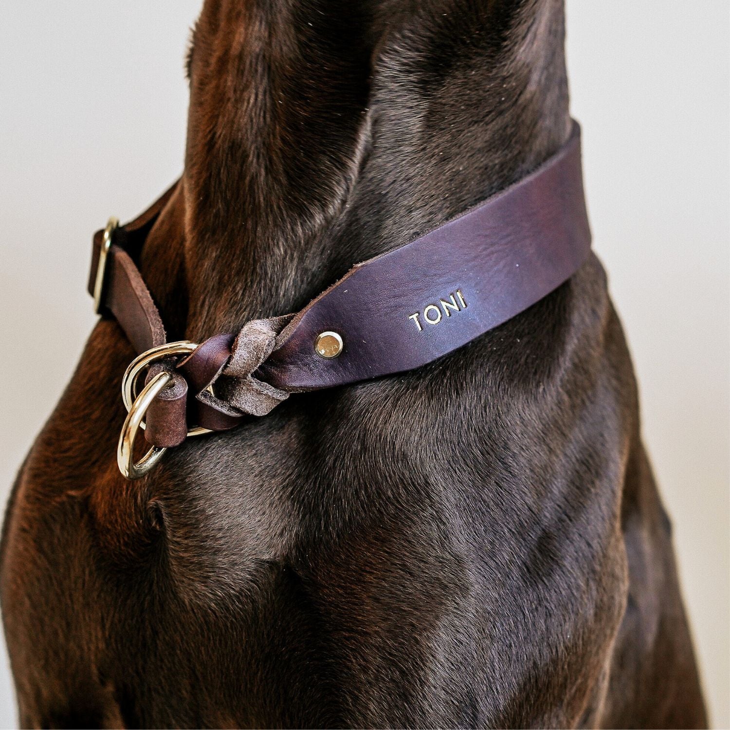 Pull stop collar made of greased leather 'Chestnut'