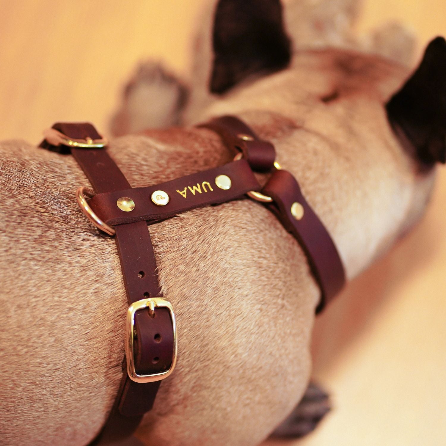Dog harness 'Bjarki' in chestnut