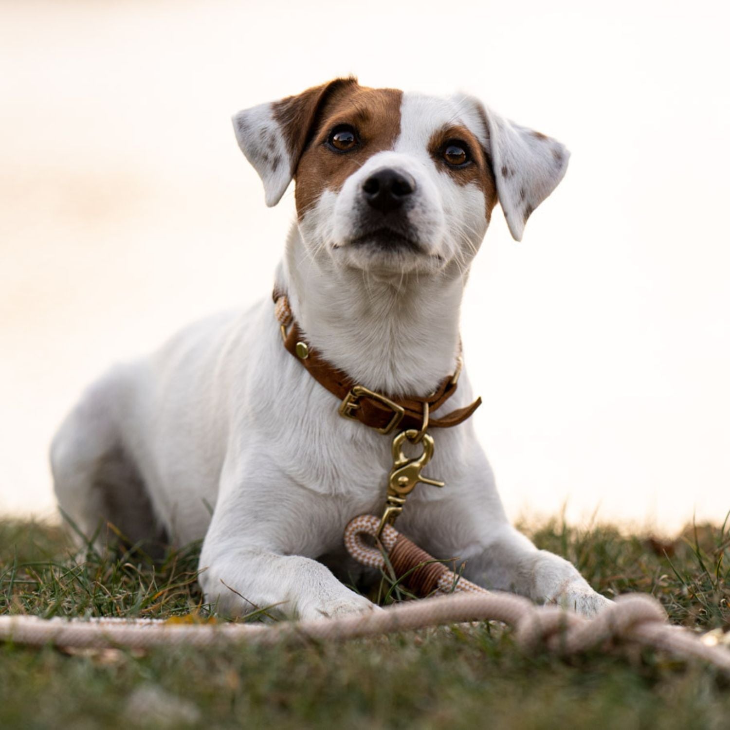 DESIGN YOUR OWN | Collar &amp; dog leash 'Mini'