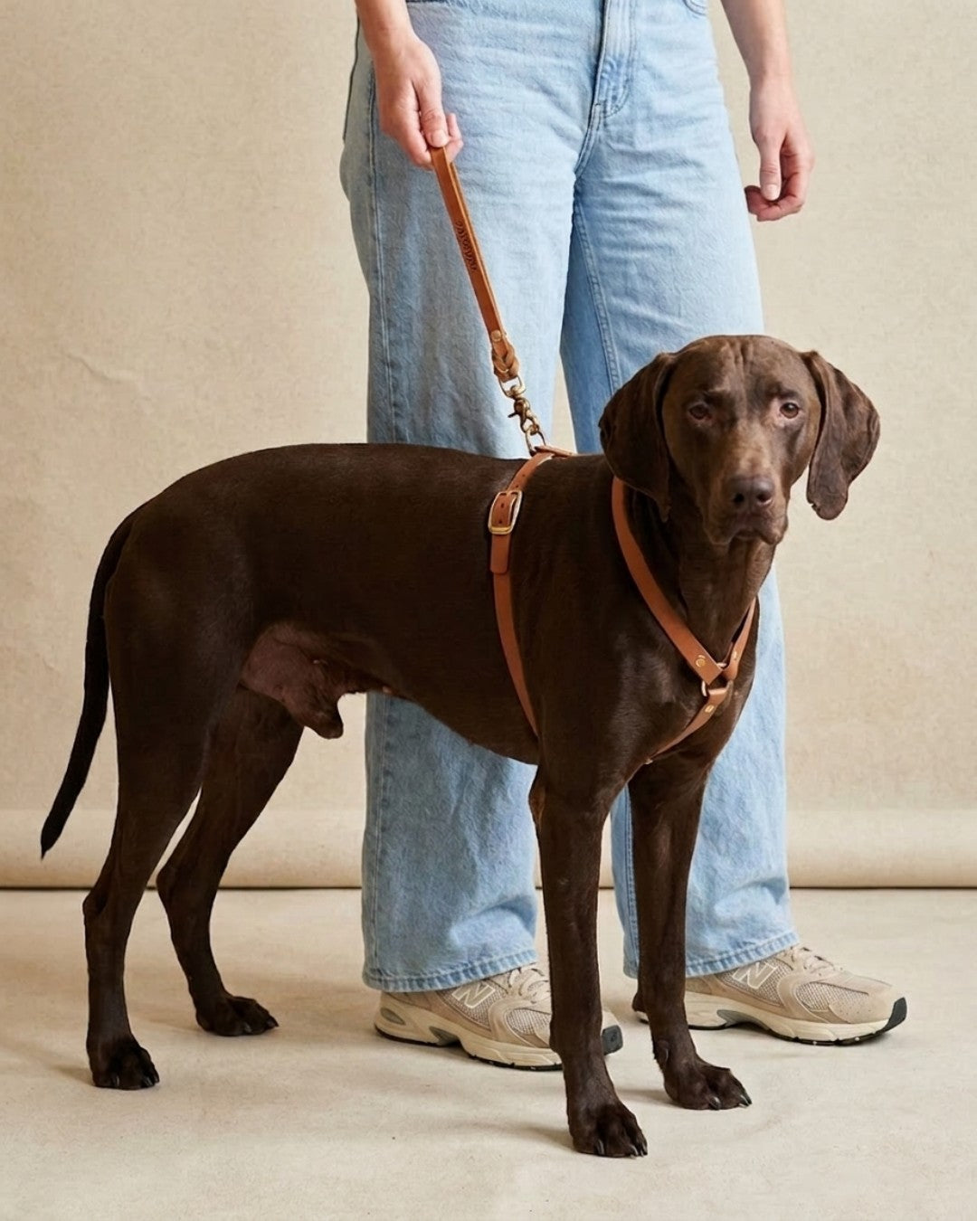 B:Ware | Kurzführer/Hausleine aus Leder