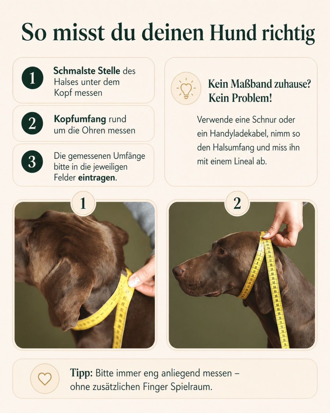 Pull stop collar made of greased leather 'Chili'