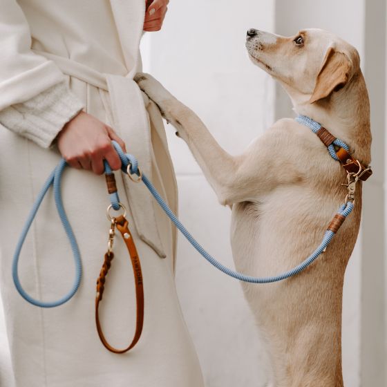Hunde Produkte Im Onlineshop PAWSOME Hunde Produkte Im Onlineshop PAWSOME