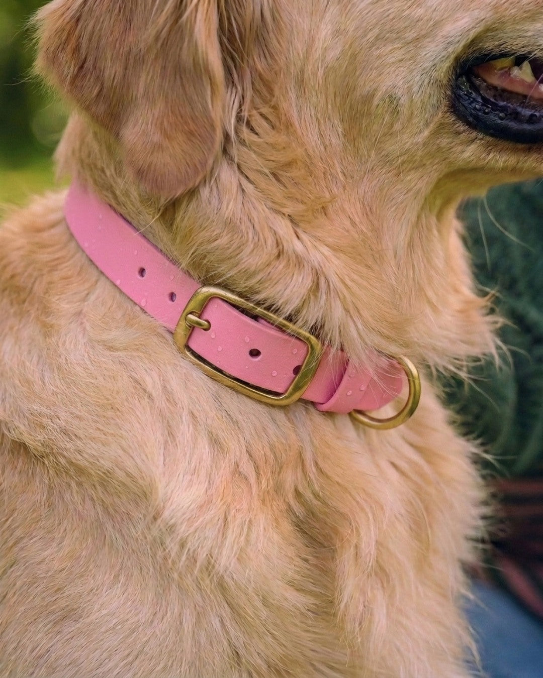 Biothane® collar 'Dusty Blue'