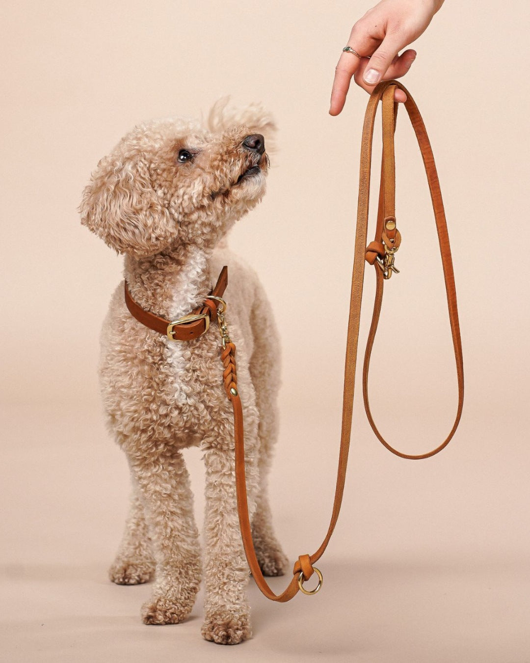 Set | Lederhalsband & Leine in Cognac