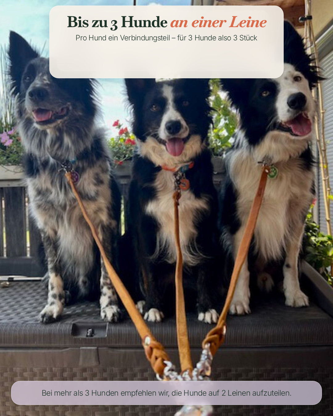 Bis zu 3 Hunde an einer Leine mit den Pawsome Verbindungsteilen