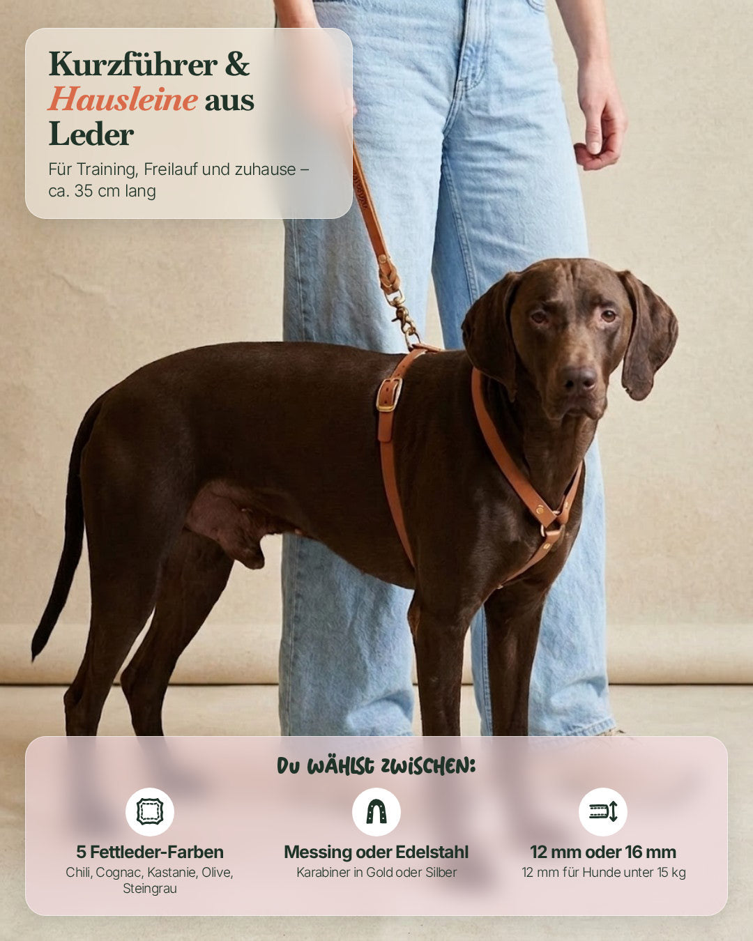 Hund mit Kurzführer und Hausleine aus Leder – wählbar in 5 Farben, Messing oder Edelstahl