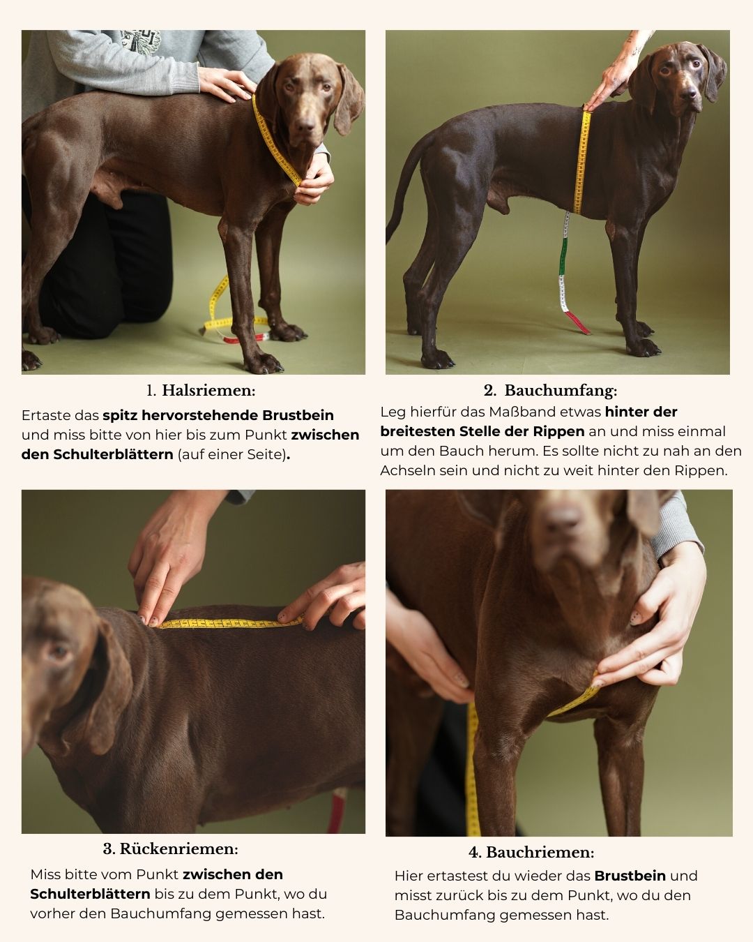 Dog harness made of Biothane 'Mika' | Khaki