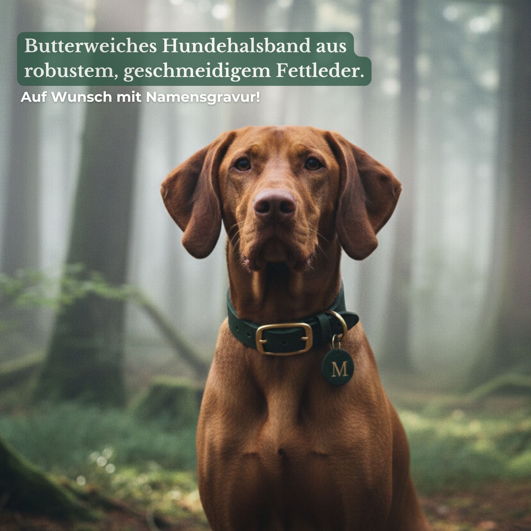 Set | Leather collar &amp; leash in cognac