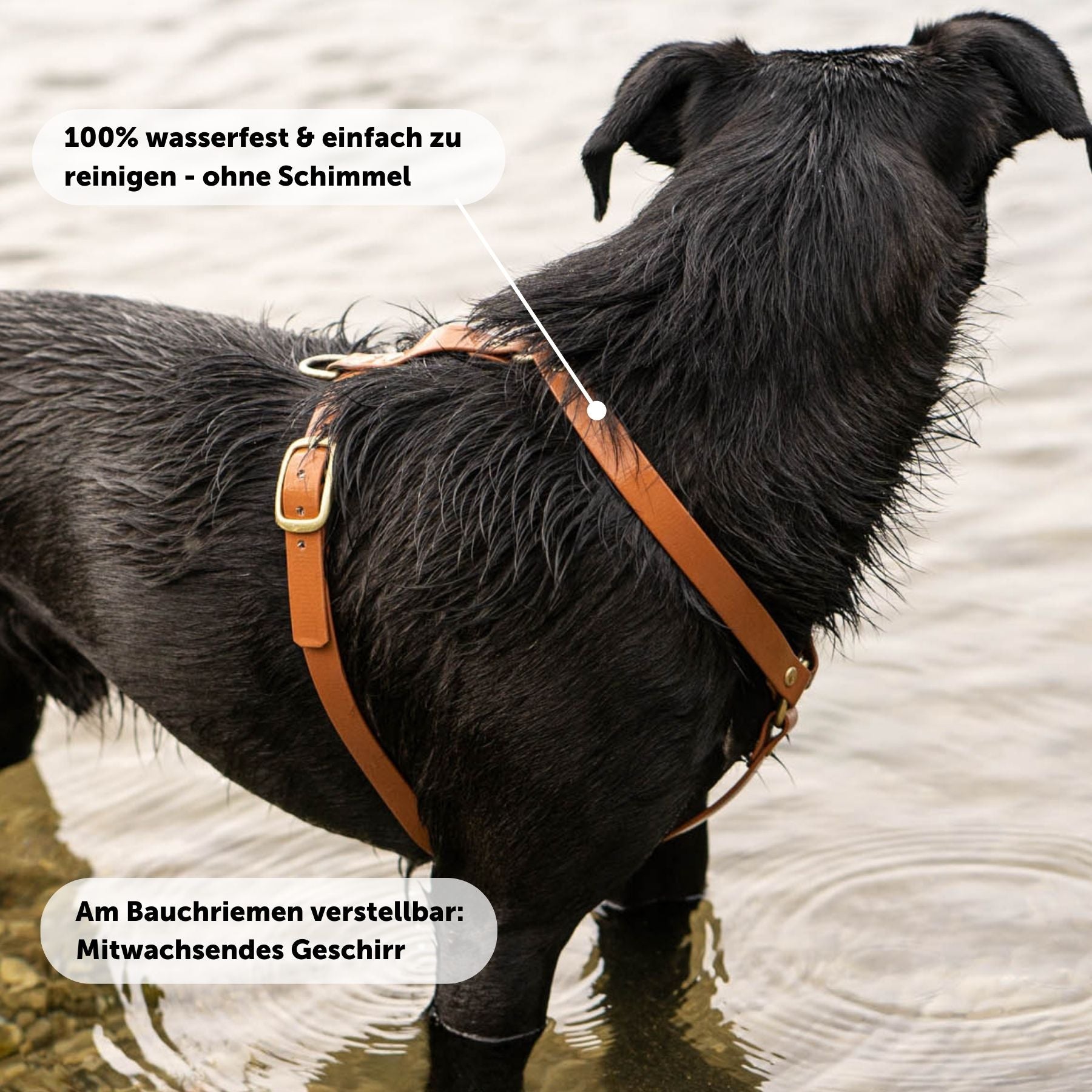 Dog harness made of Biothane 'Mika' | Light brown