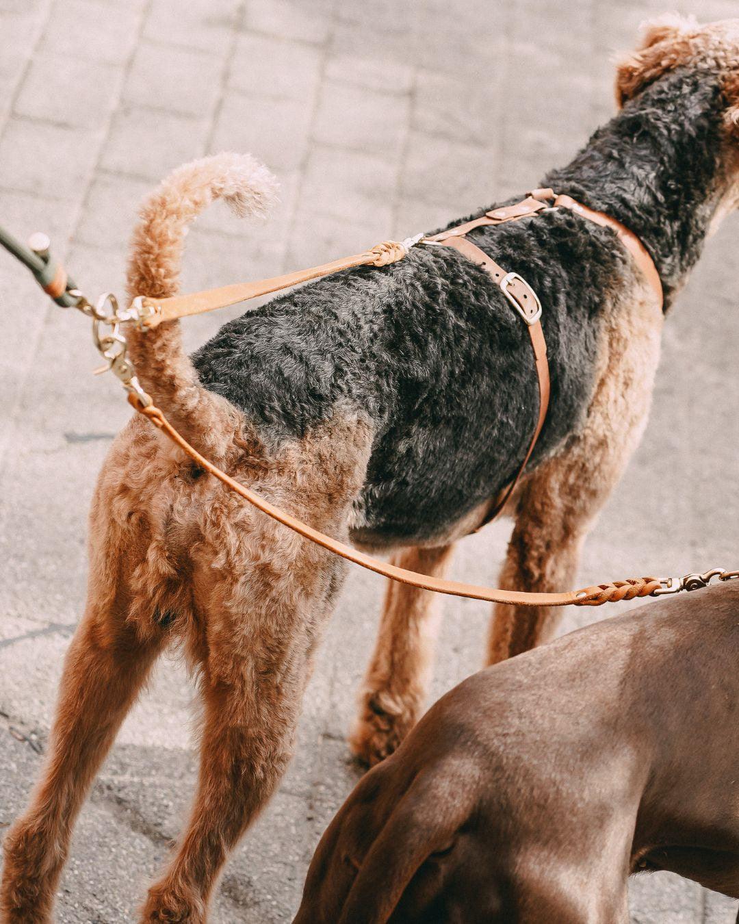 Airedale Terrier mit Koppelleine von Pawsome
