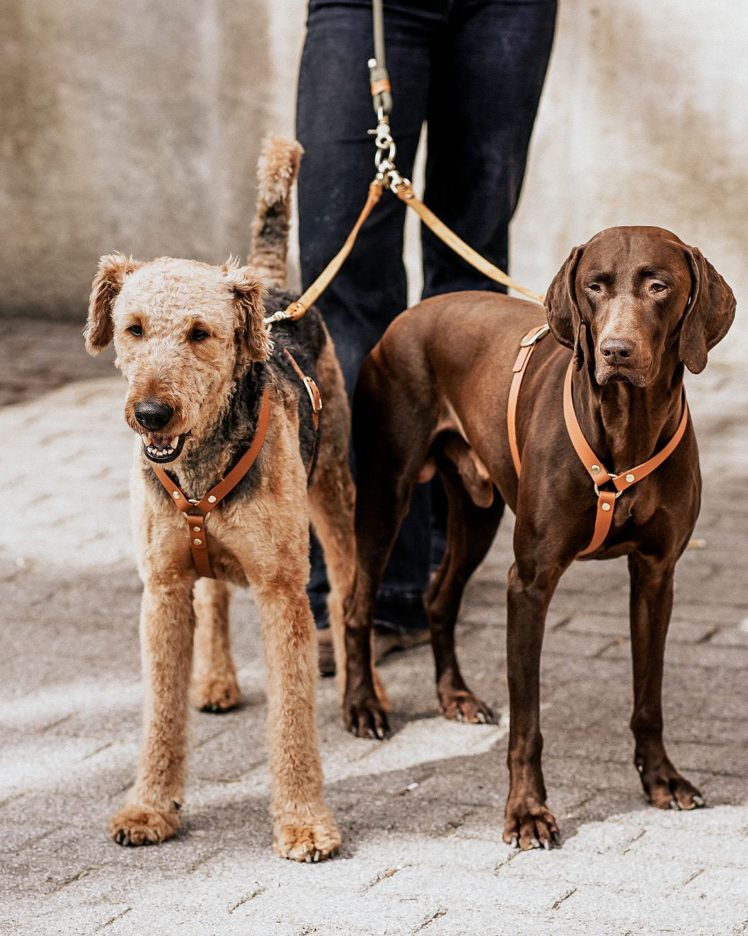 Zwei Hunde an einer Leine mit dem Pawsome Koppelsystem