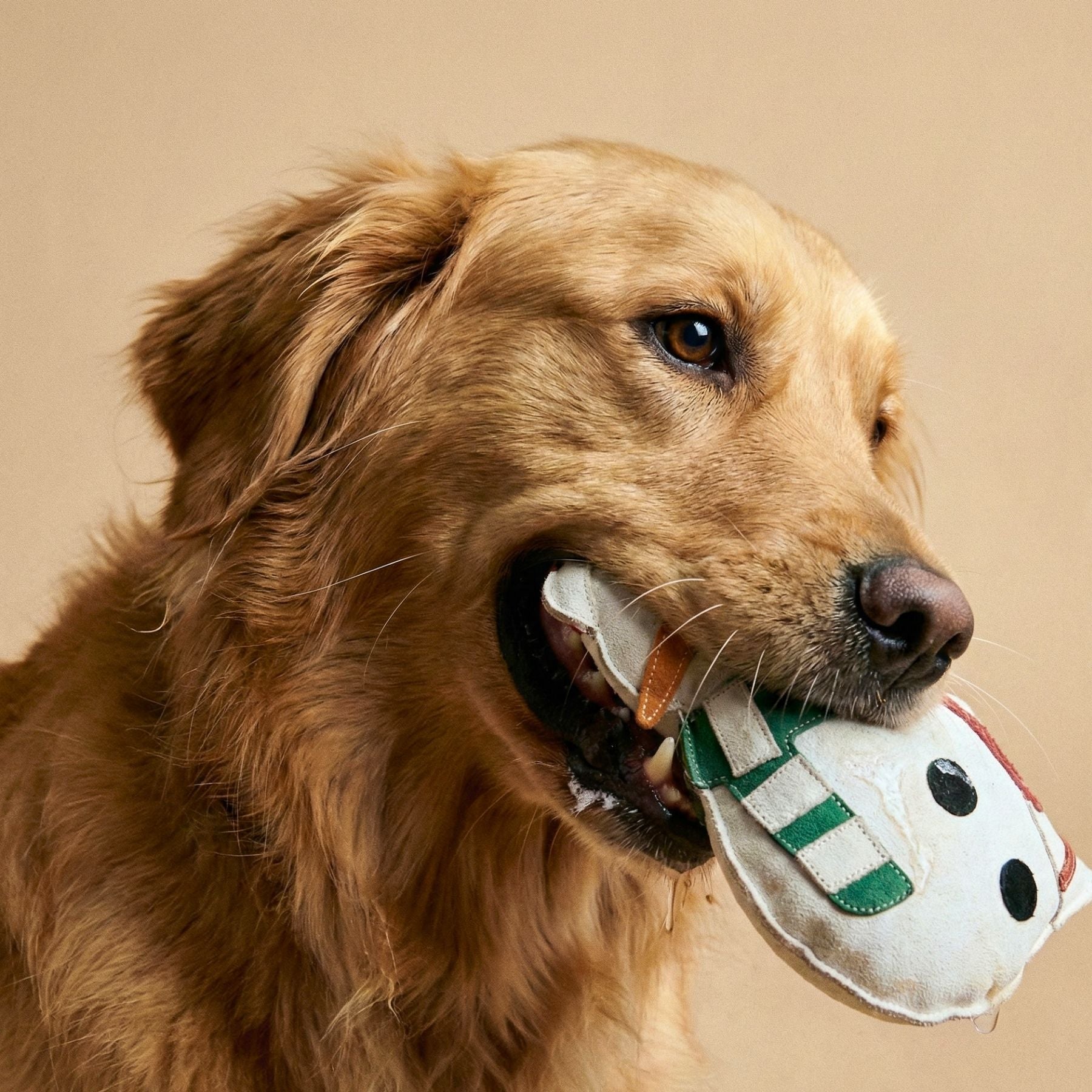 Olive the octopus lady