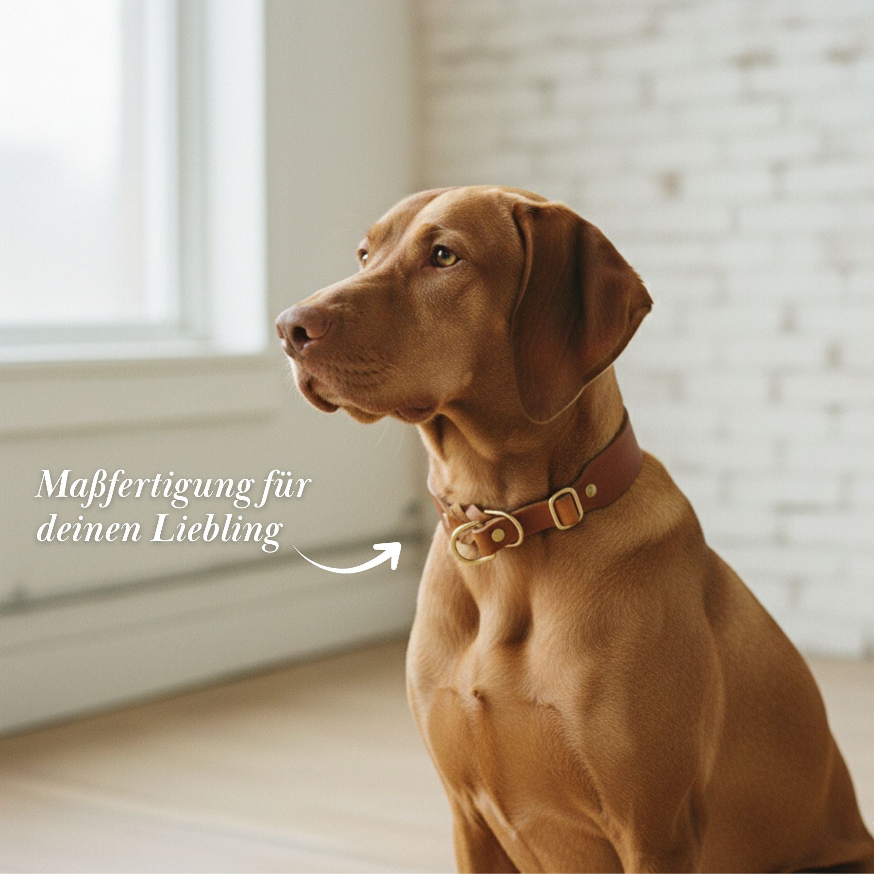 Set | Pull stop collar &amp; leash made of greased leather