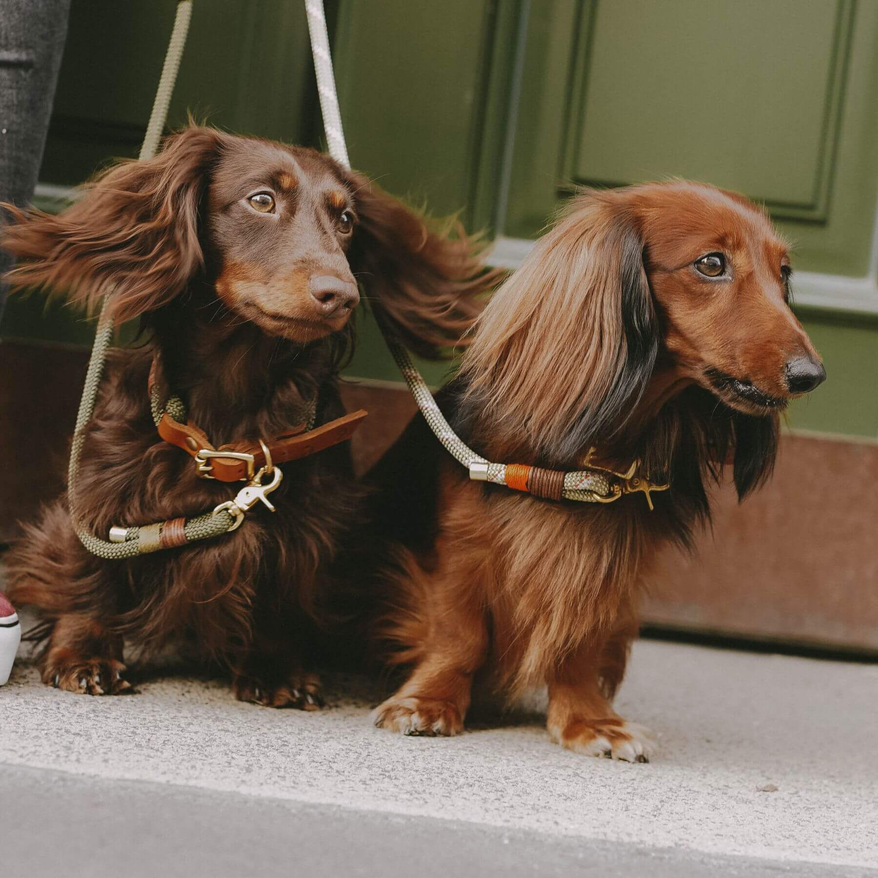 DESIGN YOUR OWN | Collar &amp; dog leash 'Mini'