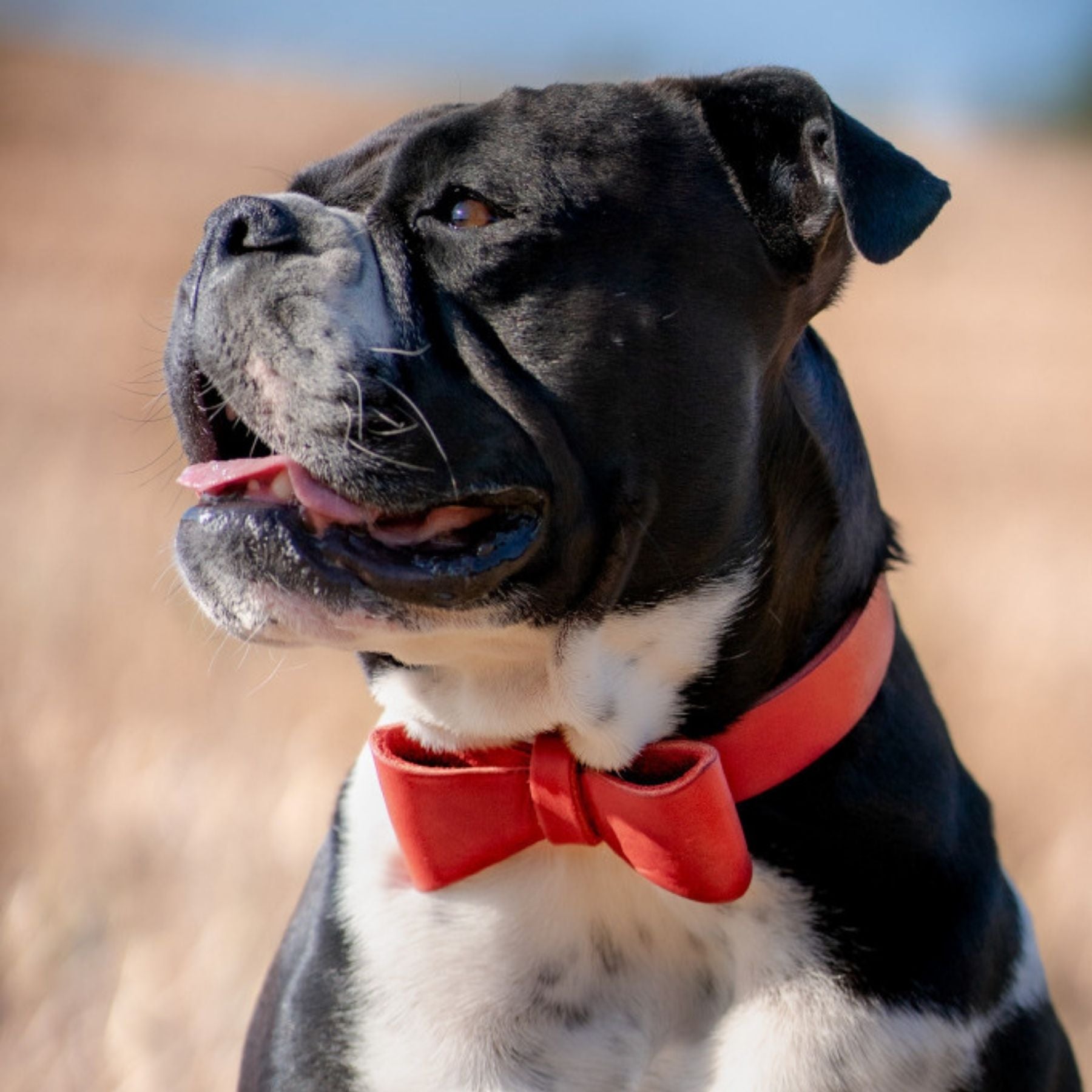Leather bow tie for collars