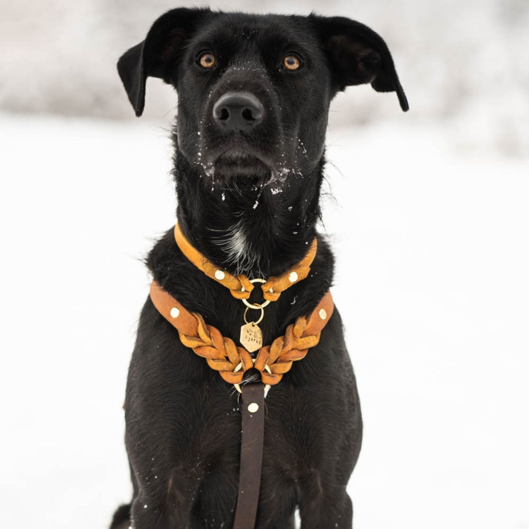 Markenhalsband für Hundemarken, dünnes Halsband für Hundemarken mit Handynummer und Namen, Ledermarkenhalsband, handgefertigt in Wien, Hundezubehör aus Österreich.