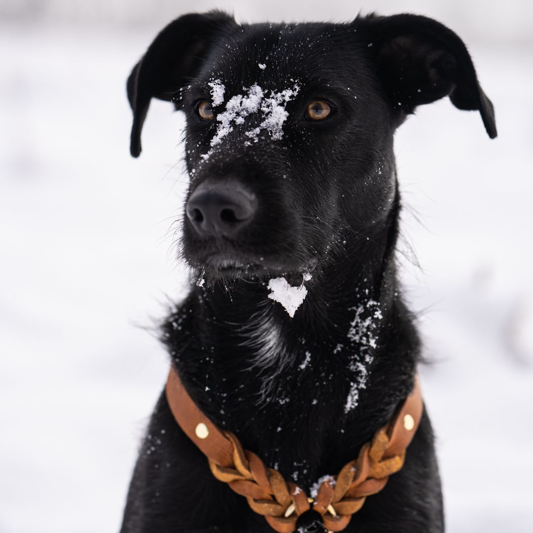 Dog harness 'Bjarki' in cognac