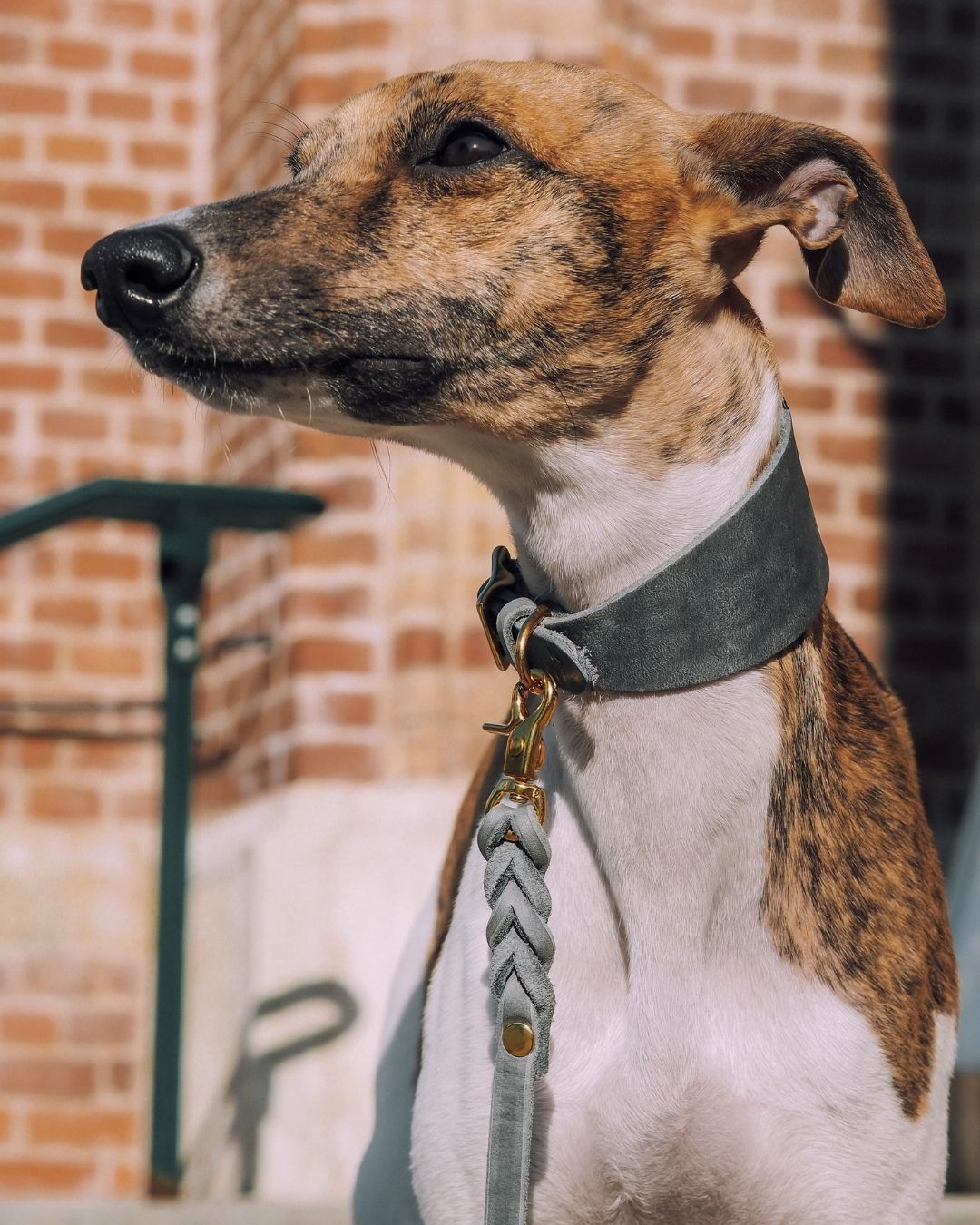 Leather martingale sales collar greyhound