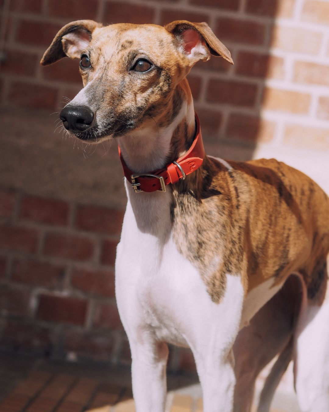 Set | Greyhound collar (5 cm wide) &amp; leash made of greased leather